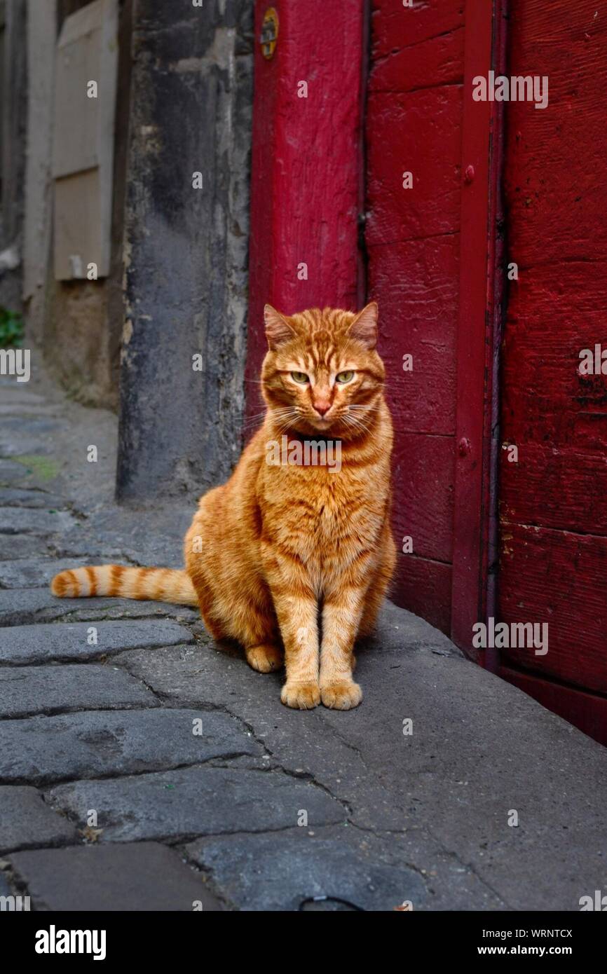 Cat Red Door Stock Photos Cat Red Door Stock Images Alamy