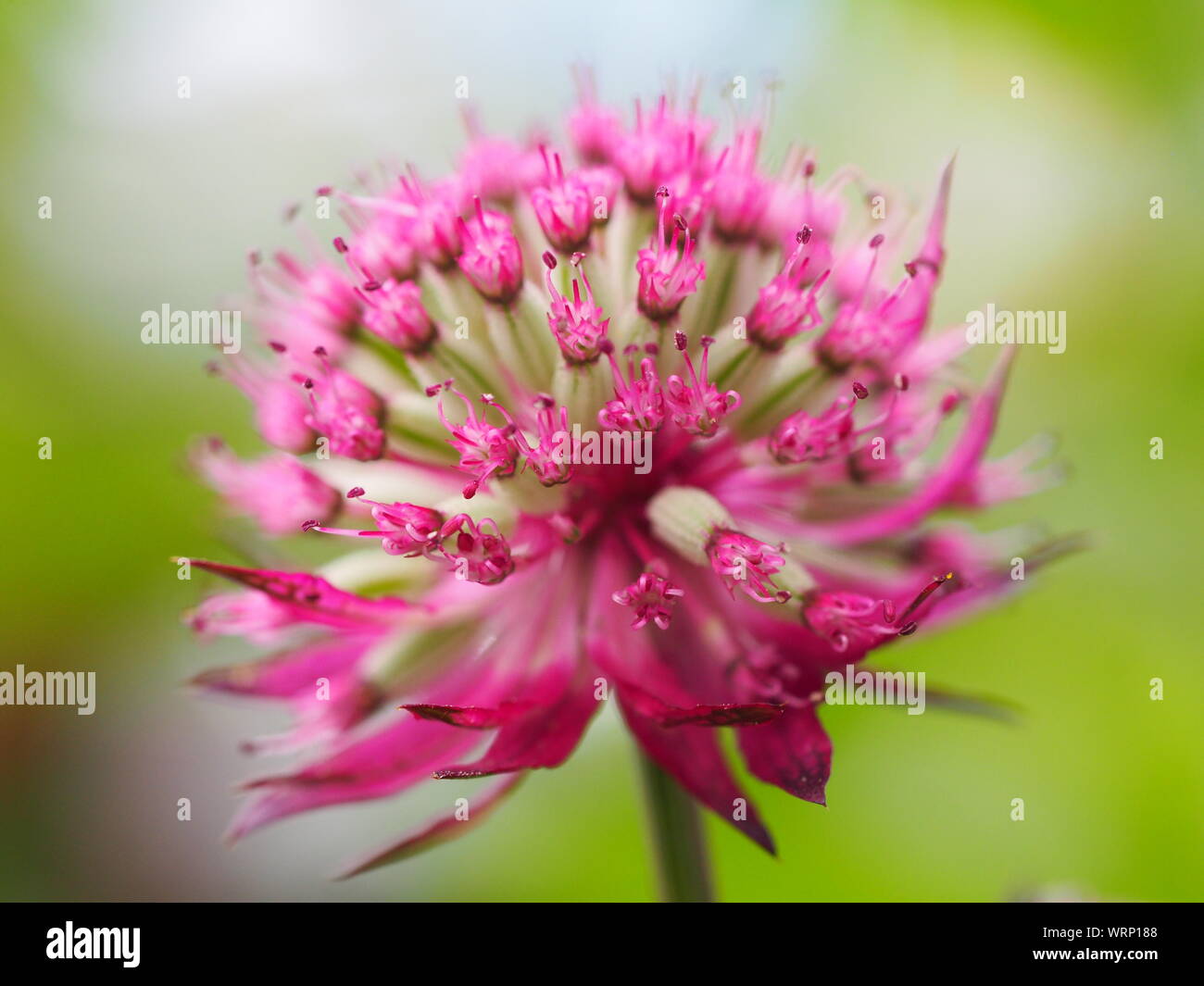 Close-up of a beautiful Astrantia Major 'Ruby Cloud' with a subtle gre and white background.Macro of a flower in Chenies Manor Garden in June. Stock Photo