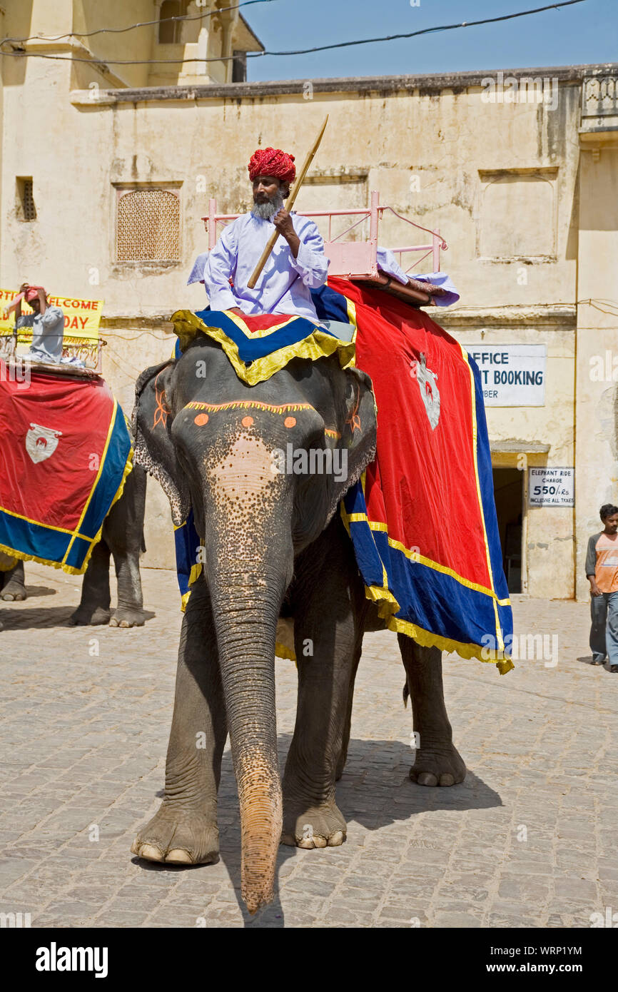 Rajasthan, India, September 2, 2019 Elephants are use to bring tourist up to Amber Fort temple in Rajasthan Jaipur India Stock Photo