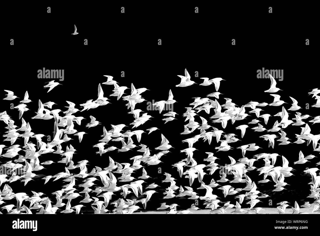 Flock Of White Birds In Air Stock Photo - Alamy