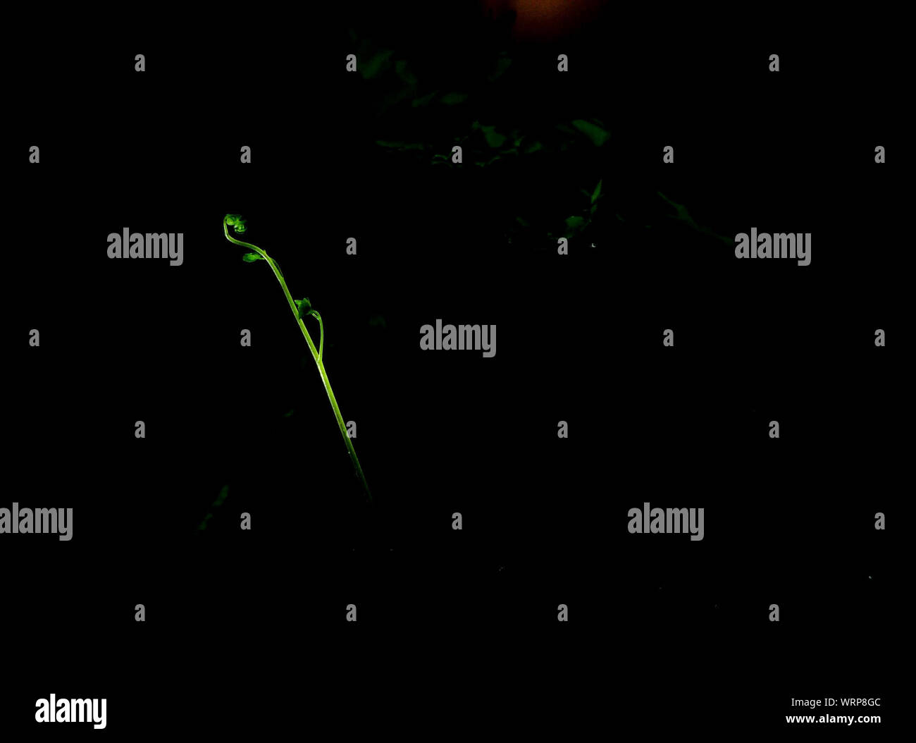 Plant Growing At Night Stock Photo Alamy