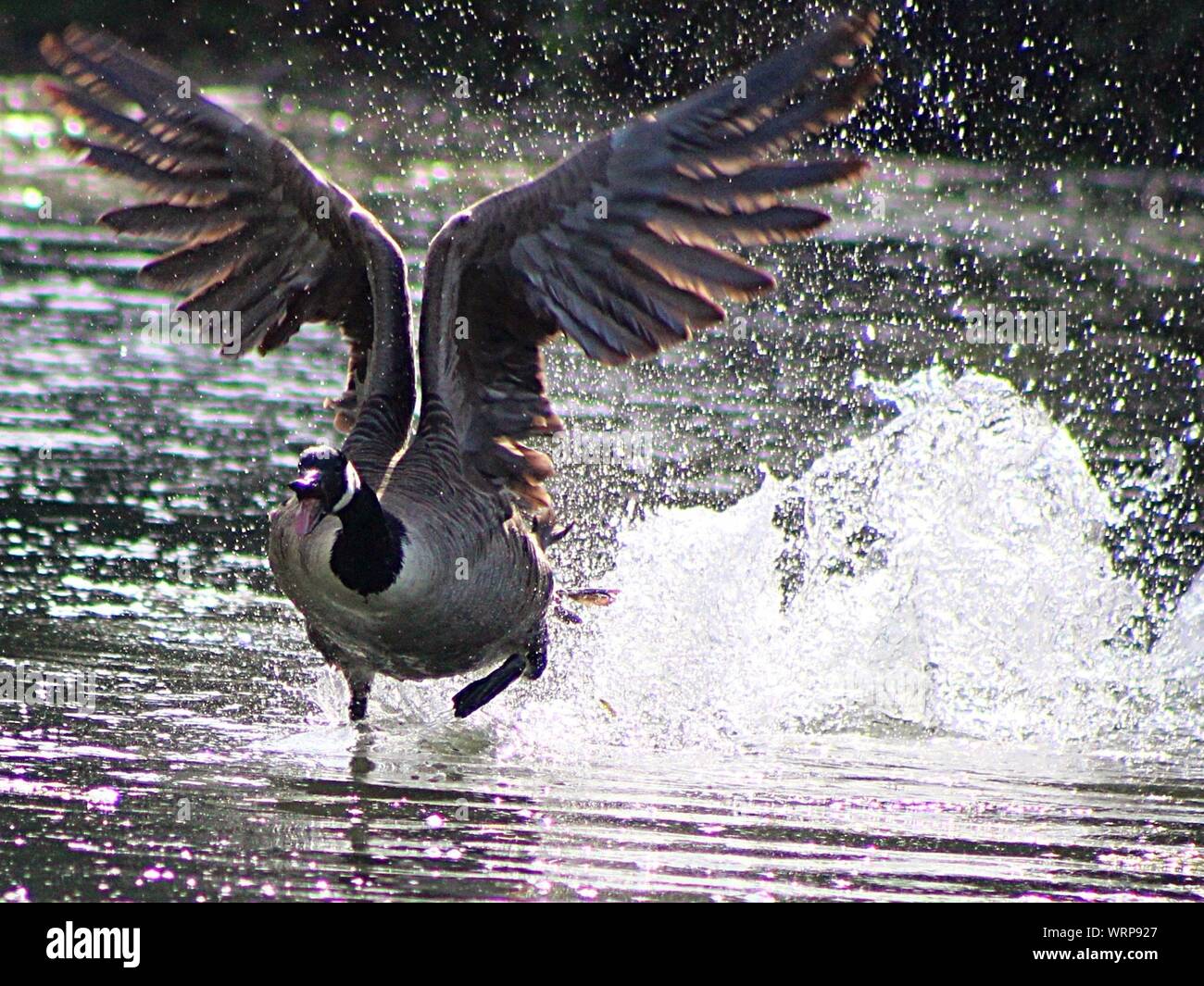 Bird splashing water with its wings hires stock photography and images