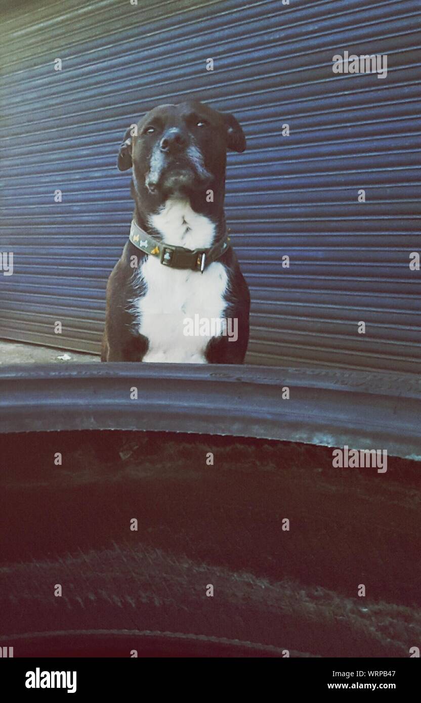 Shutter dog hires stock photography and images Alamy