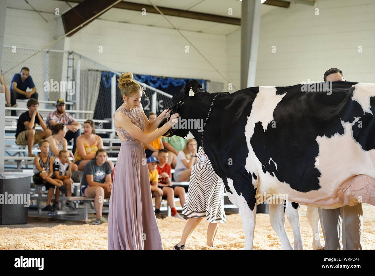 Fond du Lac cattle competition at Fond du Lac fairgrounds 2019 Stock