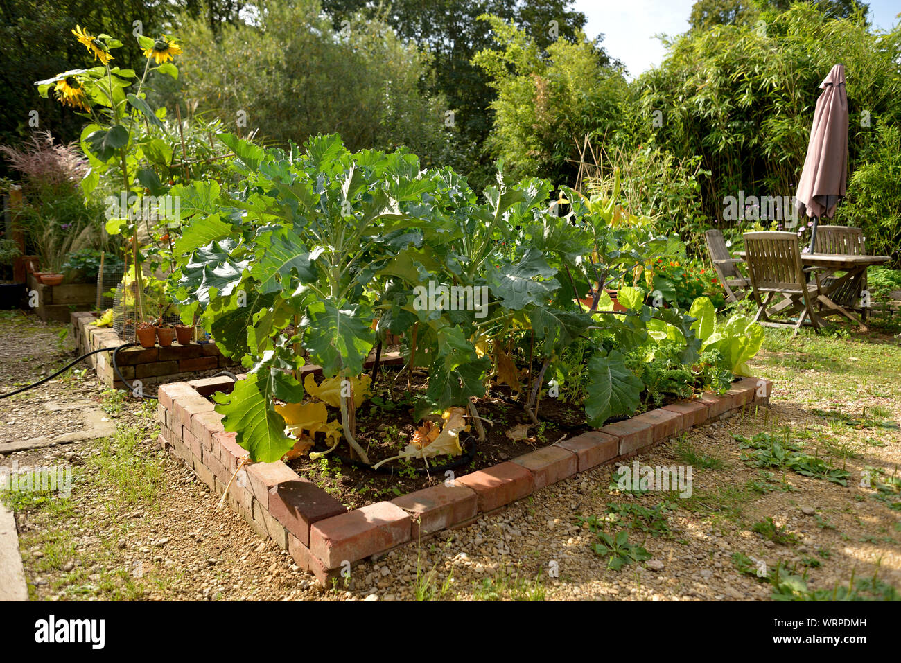DIY Raised beds made from bricks Stock Photo Alamy