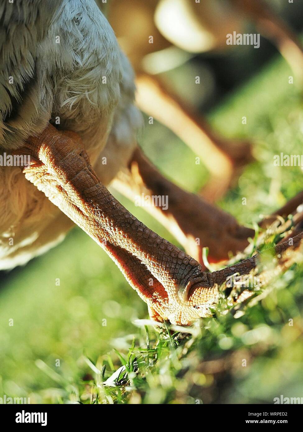 Bird legs hires stock photography and images Alamy