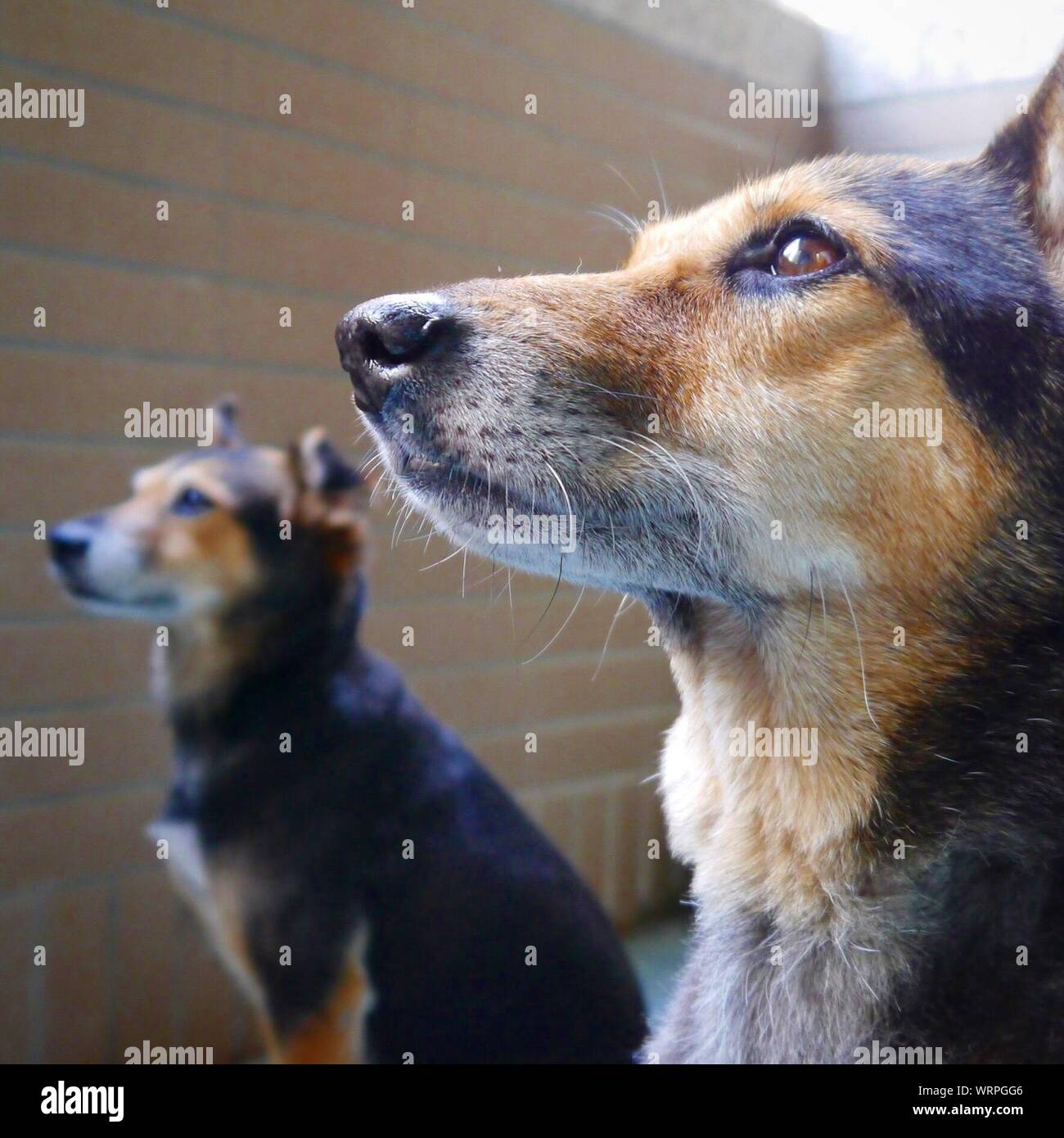 Closeup Side View Of Dogs Looking Away Stock Photo Alamy