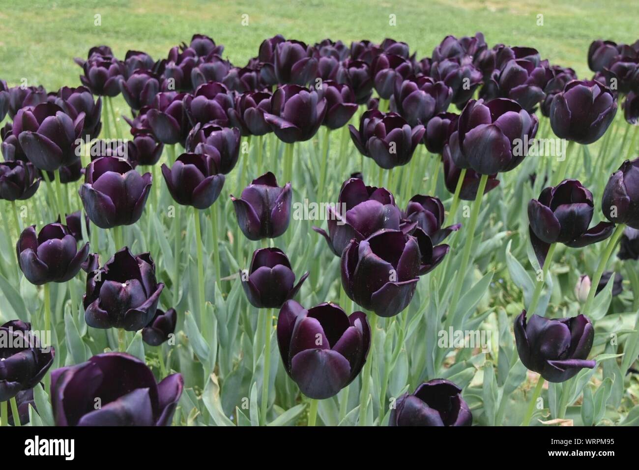 Black Tulips High Resolution Stock Photography and Images Alamy