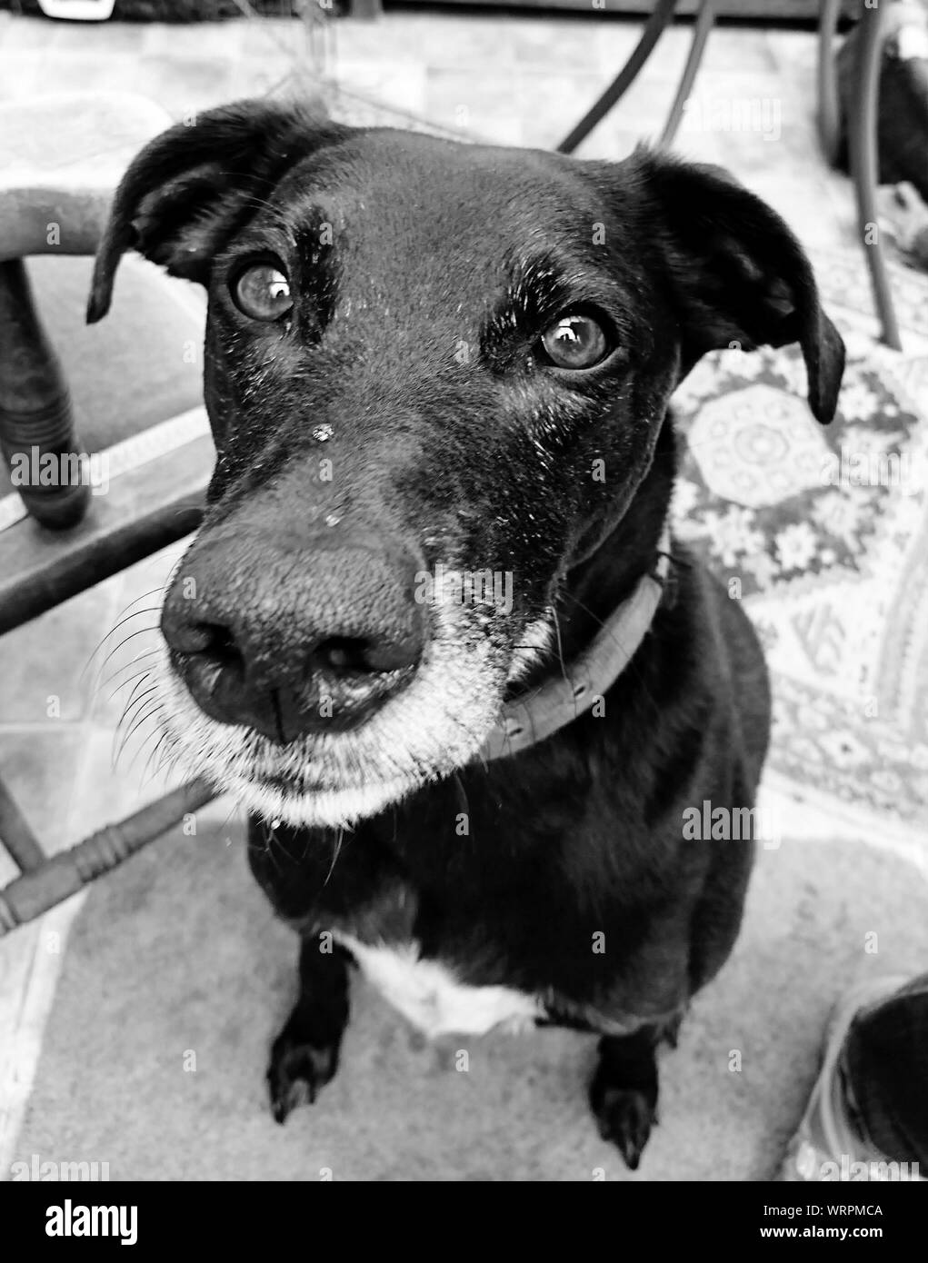 Closeup Portrait Of Black Dog Stock Photo Alamy