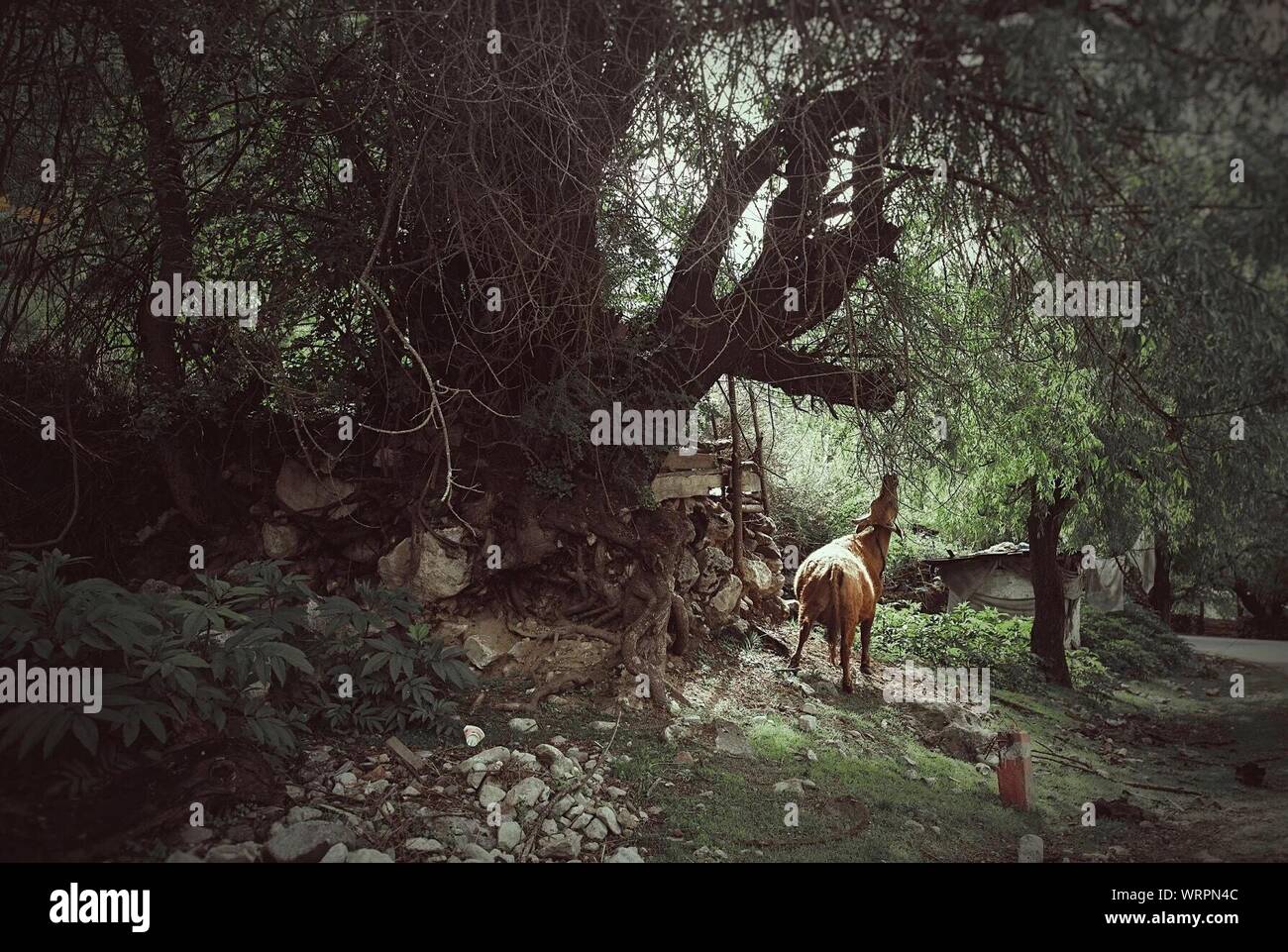 Cow eating from tree hires stock photography and images Alamy