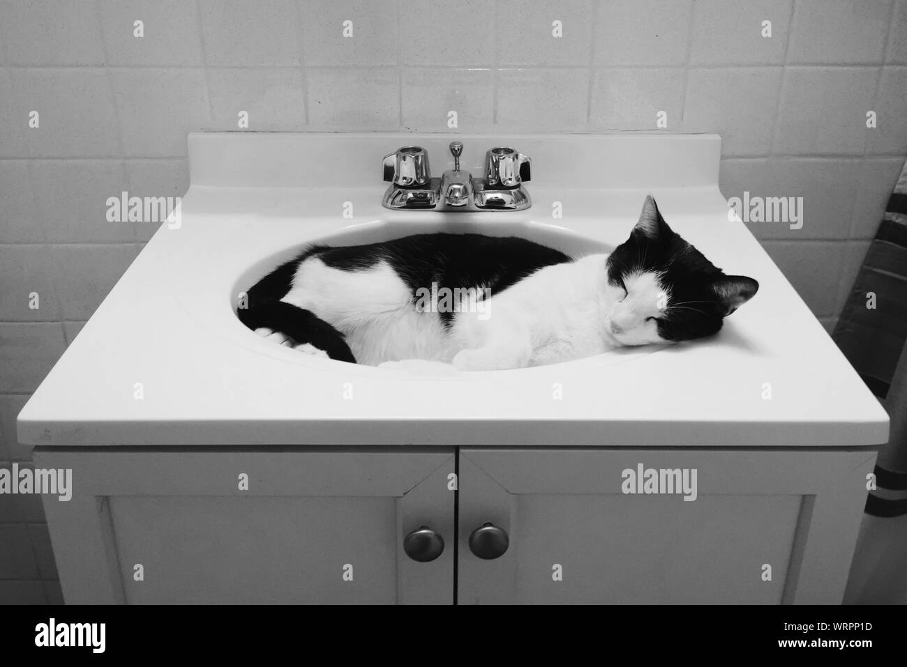 Sleeping cat in sink hires stock photography and images Alamy