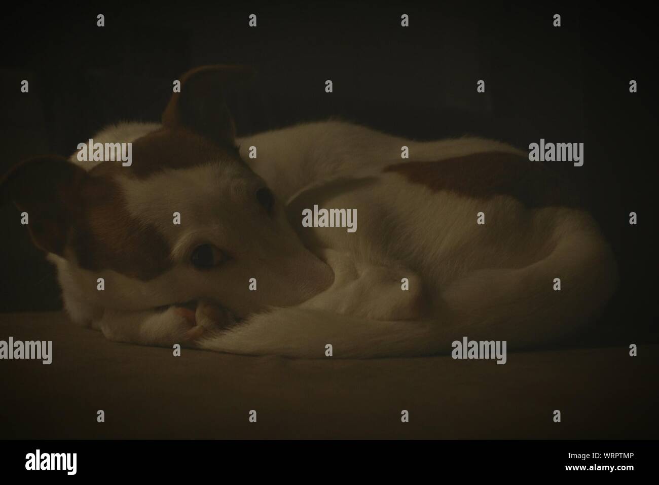 Dog Sleeping On Bed Stock Photo Alamy