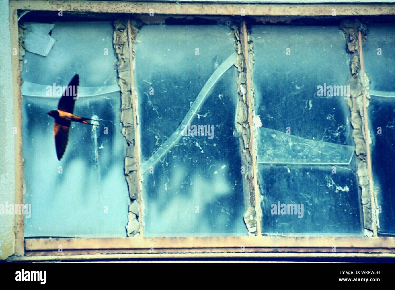 Bird flying into window hires stock photography and images Alamy