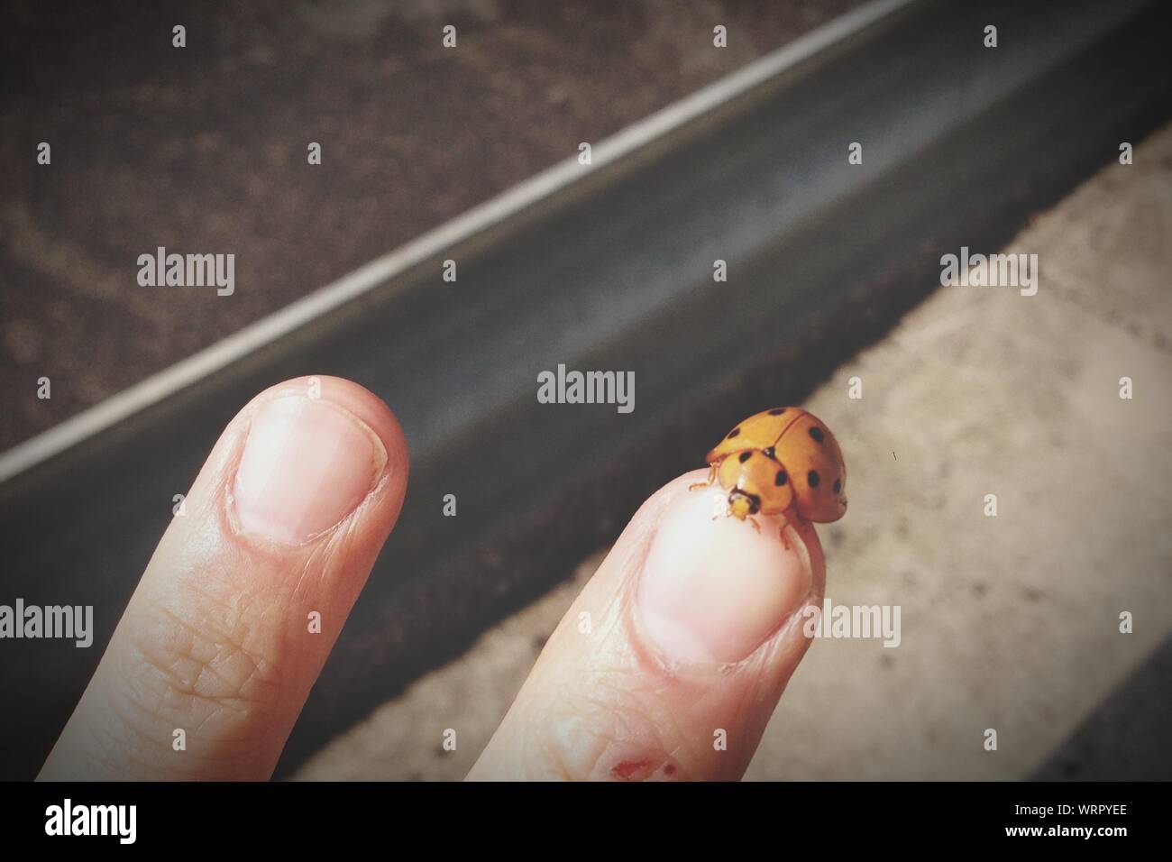 Woman ladybug hi-res stock photography and images - Alamy