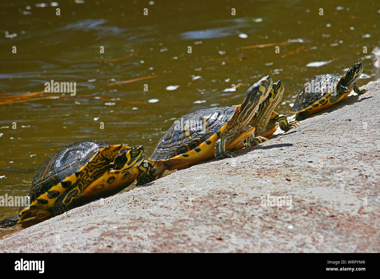 Terrapins basking by a pond in Guardamar, Alicante, Spain. These reptiles with shells (chelonians) love soaking up the sun. Stock Photo