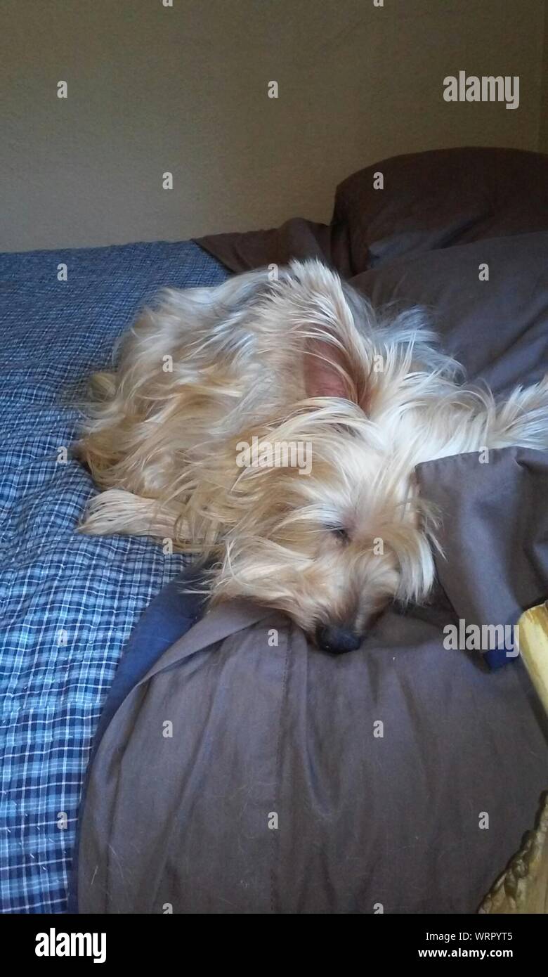 Dog Sleeping On Bed At Home Stock Photo Alamy