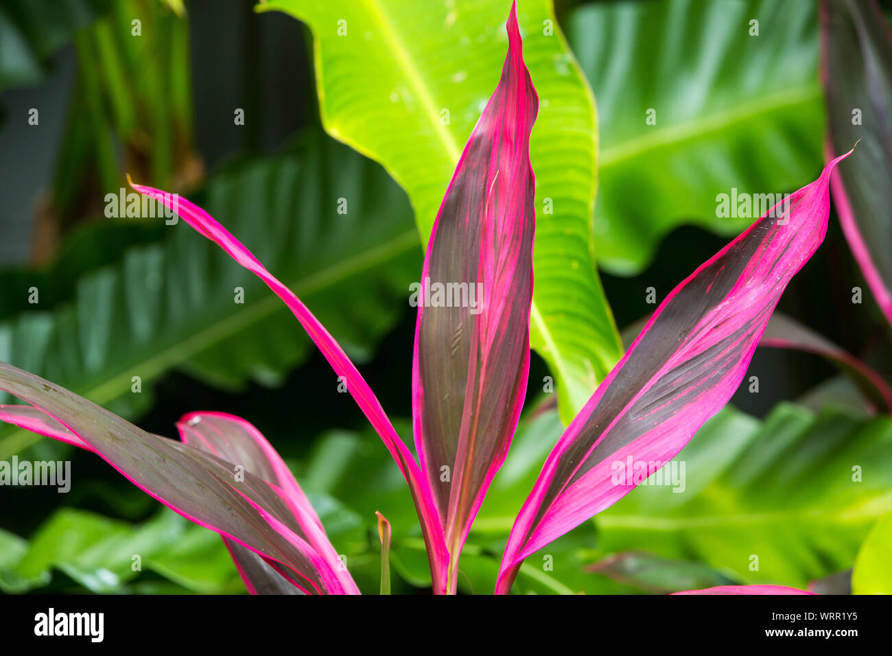 Cordyline leaves Cordyline fruticosa, Cordyline terminalis or Ti plant, Red leaf texture background Stock Photo