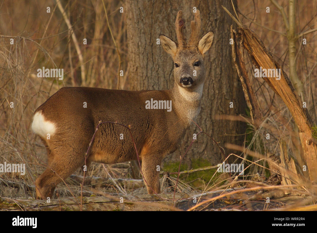 Roe Deer On Grassy Field At De Biesbosch Stock Photo