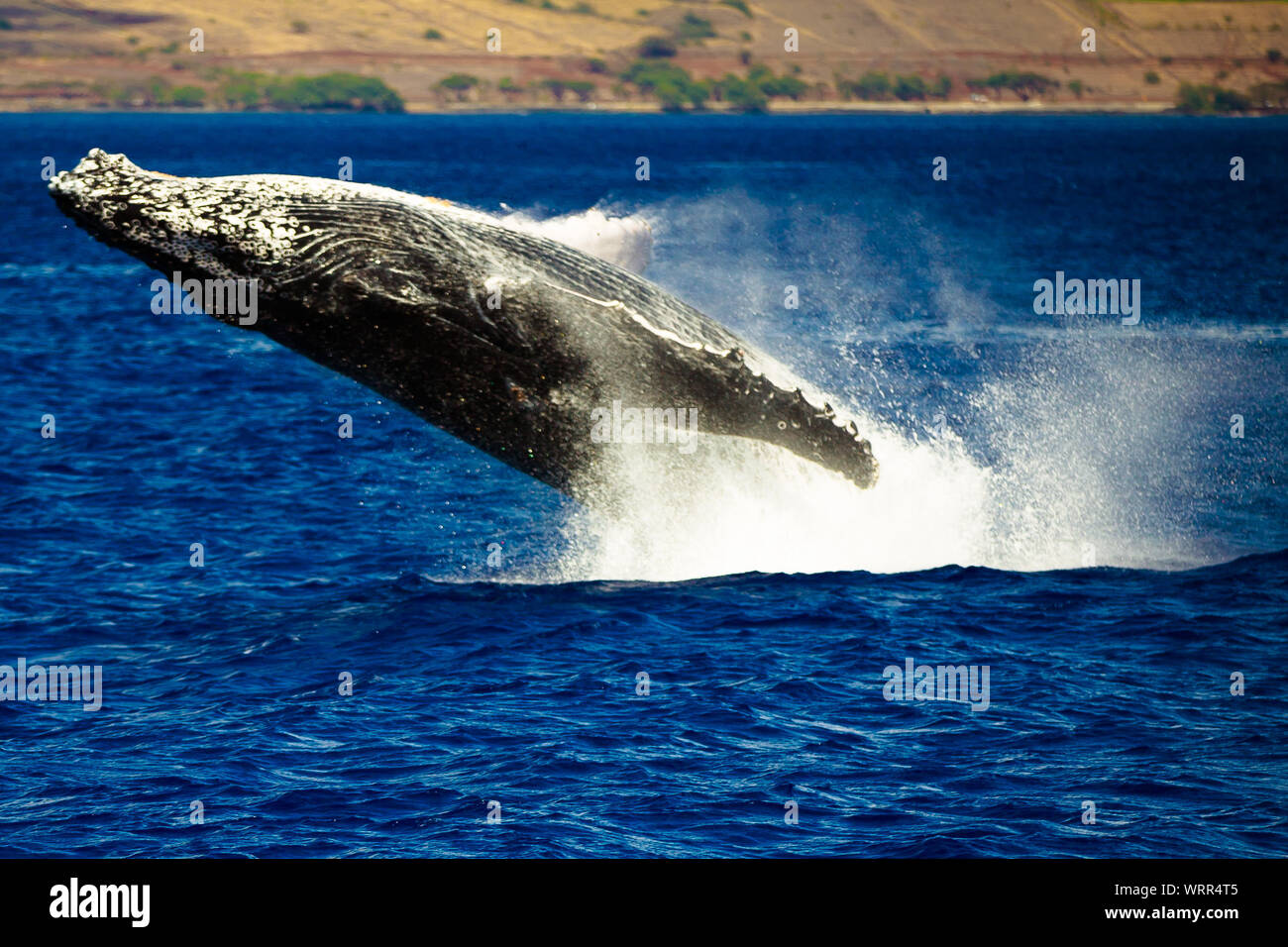 Blue whale breaching hires stock photography and images Alamy
