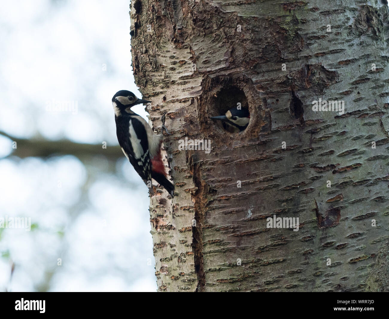Woodpeckers On Tree Stock Photo
