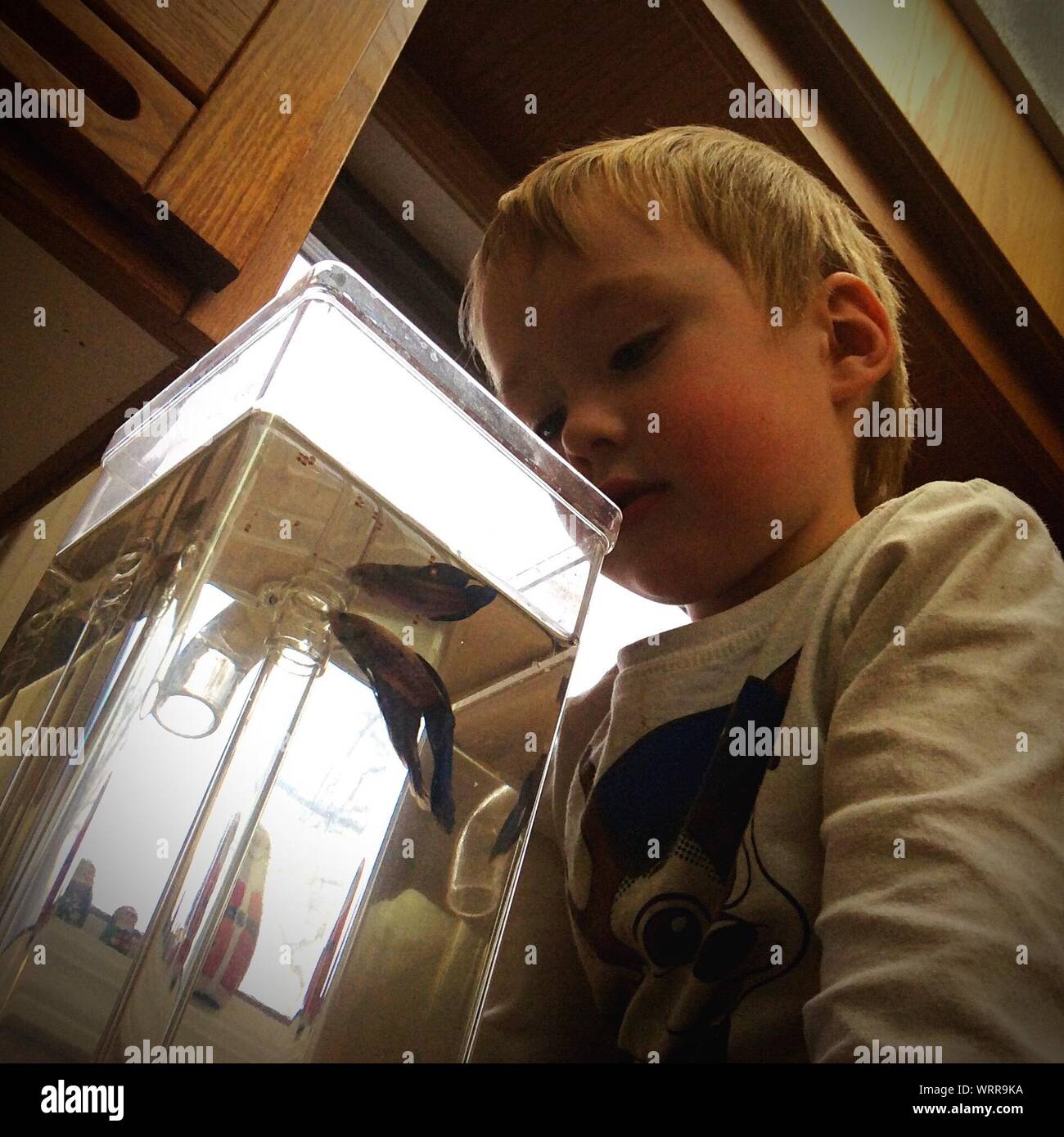 Low Angle View Of Boy Holding Fish Tank Stock Photo
