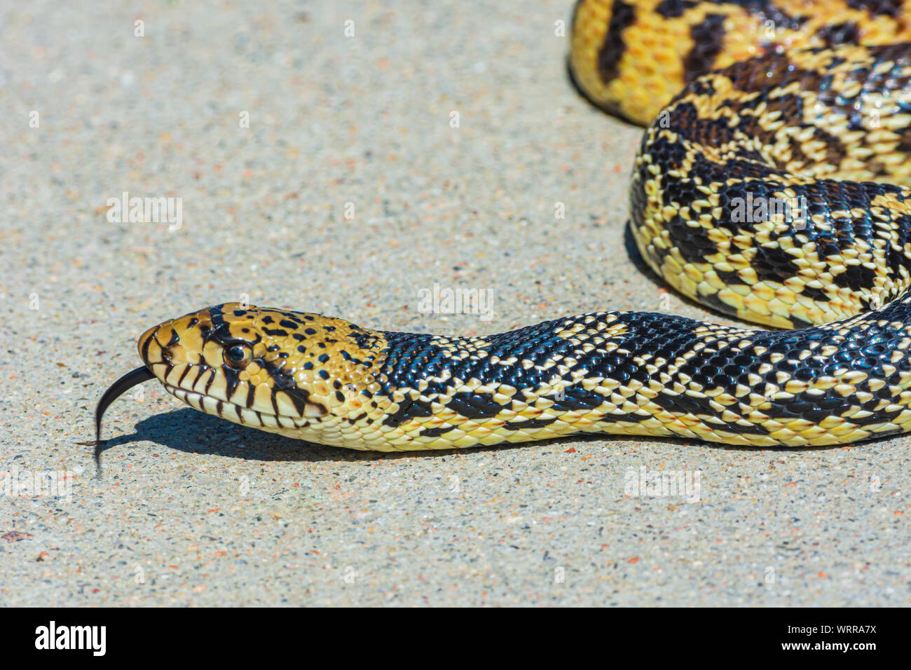 Bullsnake (Pituophis catenifer sayi), currently considered a subspecies of the look-a-like Gopher snake (Pituophis catenifer), Castle Rock CO US. Stock Photo