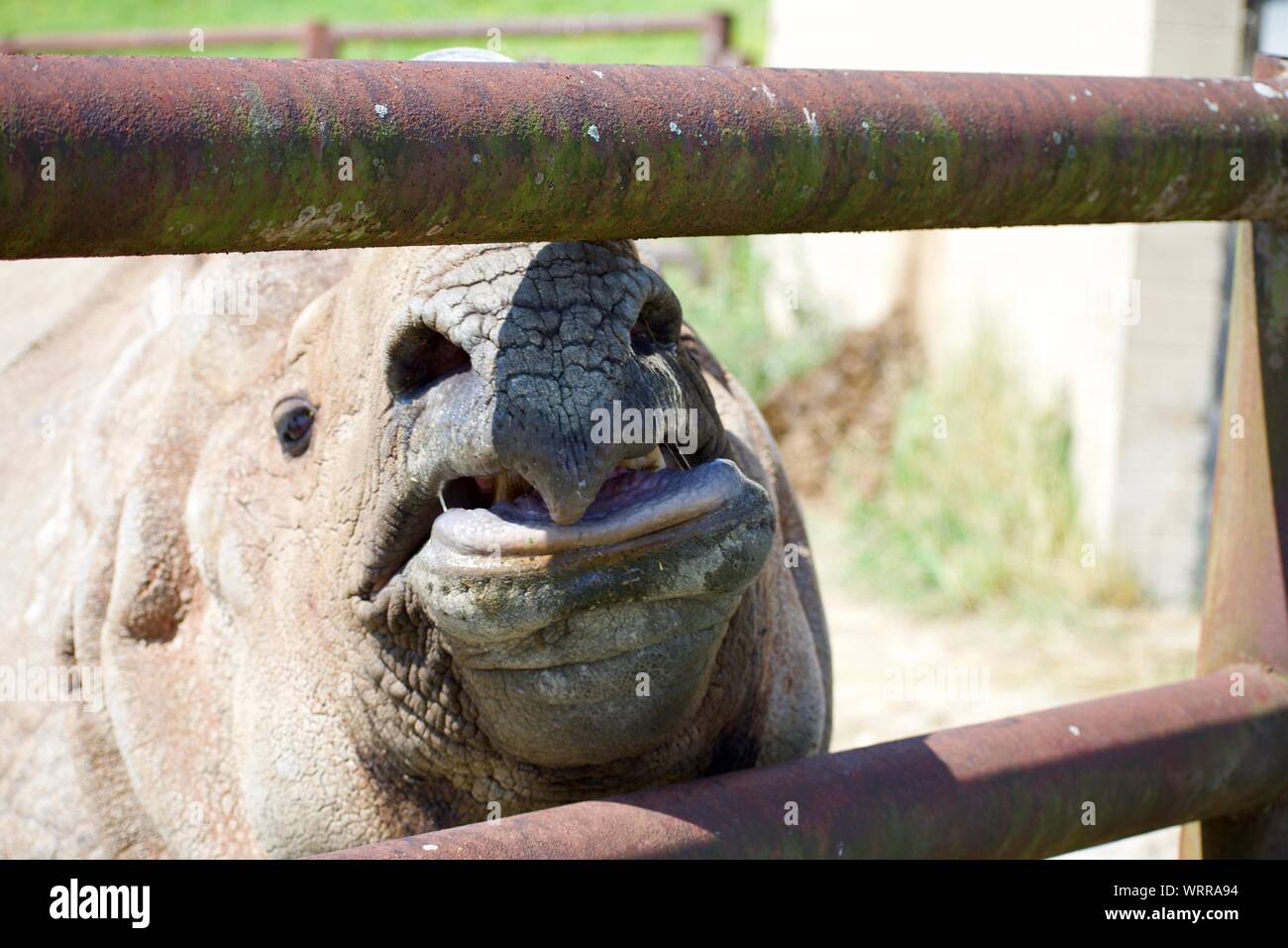 Greater OneHorned Asian Rhino in pin at The Wilds in Cumberland Ohio
