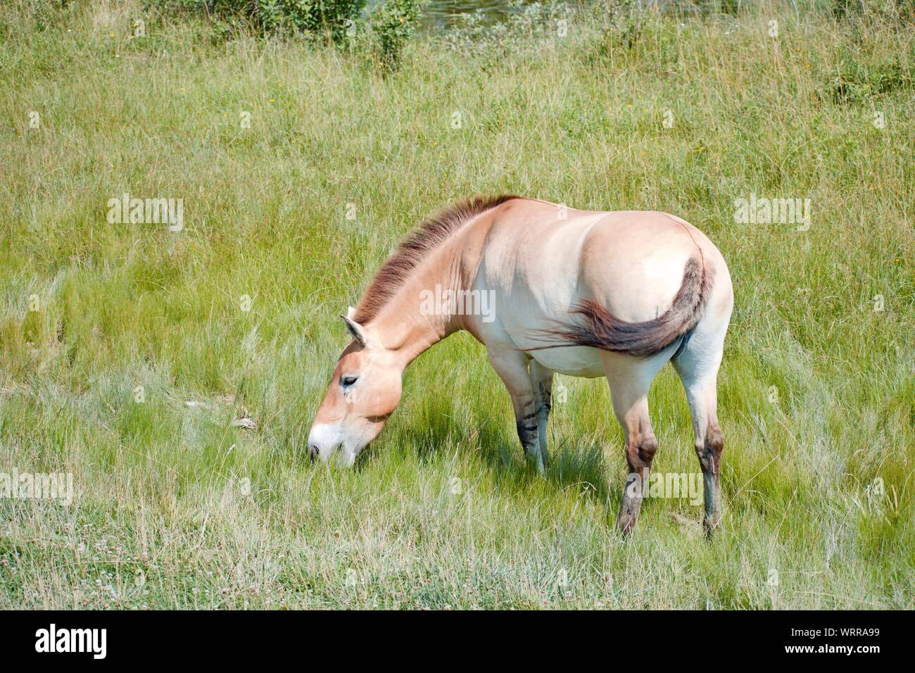 Persian Onager eating grass in a field on a sunny day at the wilds in ohio Stock Photo