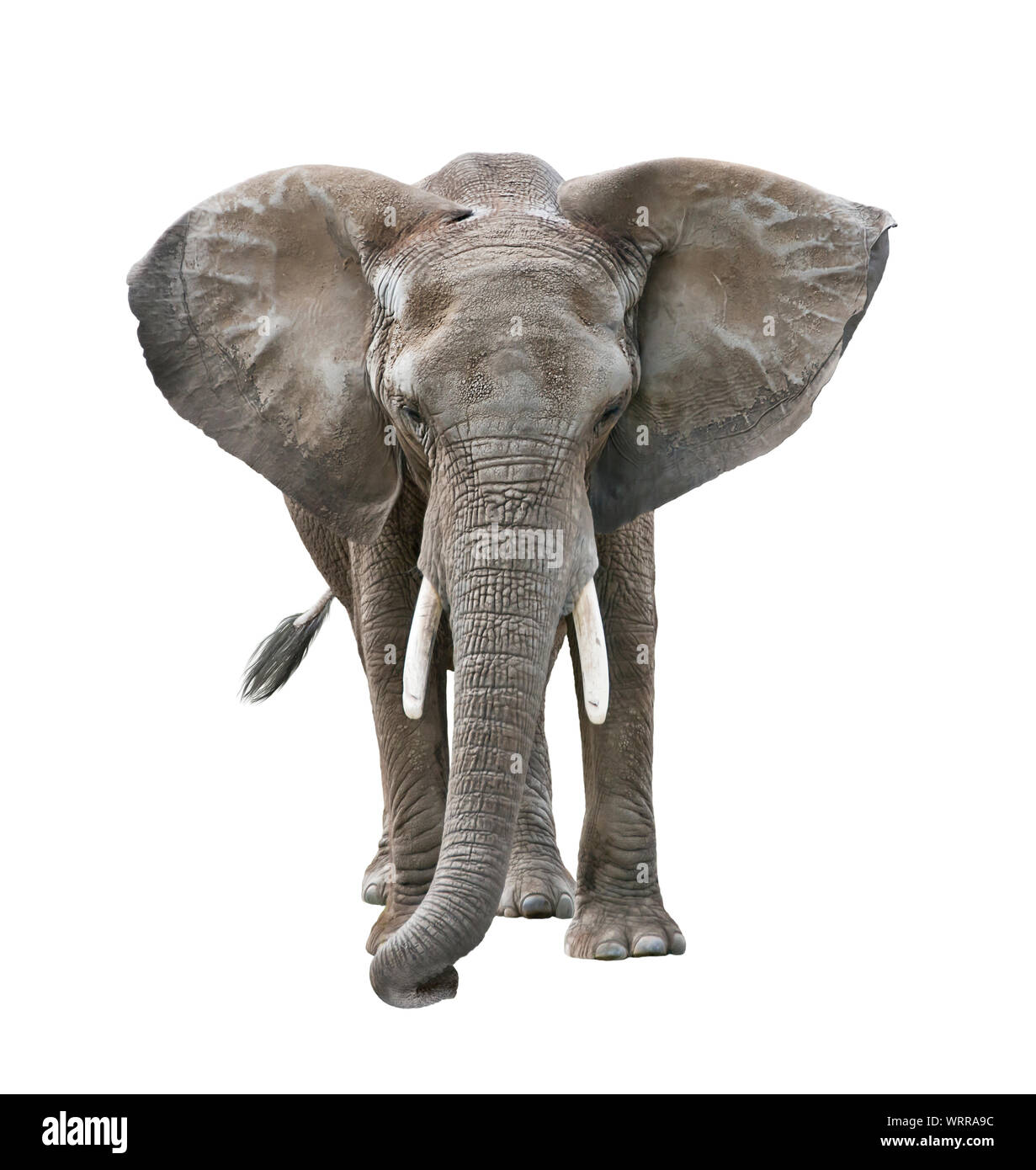 African Elephant isolated on white background Stock Photo - Alamy