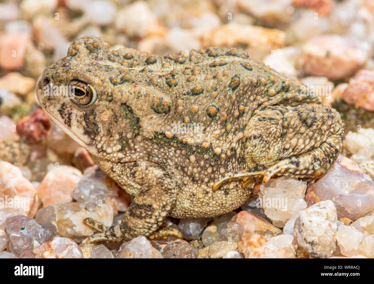 Tiny young Woodhouse's toad barely two inches in length sits in sandy area near East Plum Creek, Castle Rock Colorado US. Photo taken in August. Stock Photo