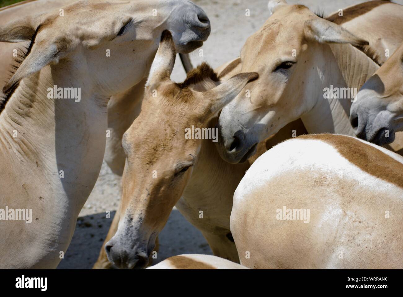 Herd of Persian Onagers at The Wilds in Cumberland Ohio. Animals born in captivity, and are extremely rare due to being nearly extinct in the wild. Du Stock Photo
