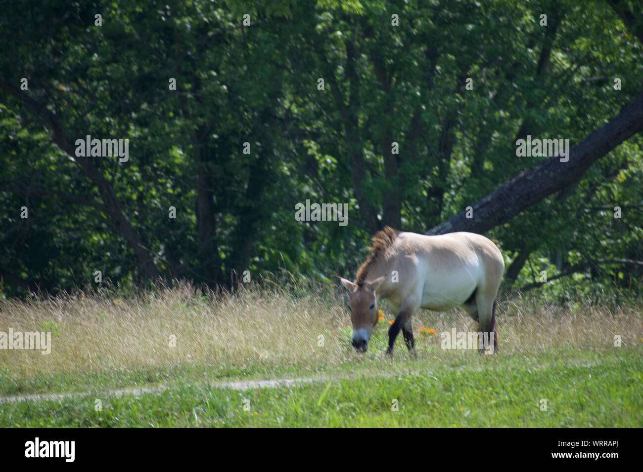 Persian Onager eating grass by a road with trees behind Stock Photo