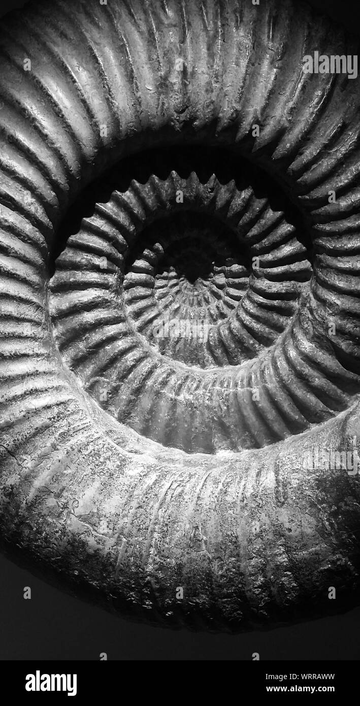 Detail Shot Of Spiral Pattern Of Seashell Stock Photo