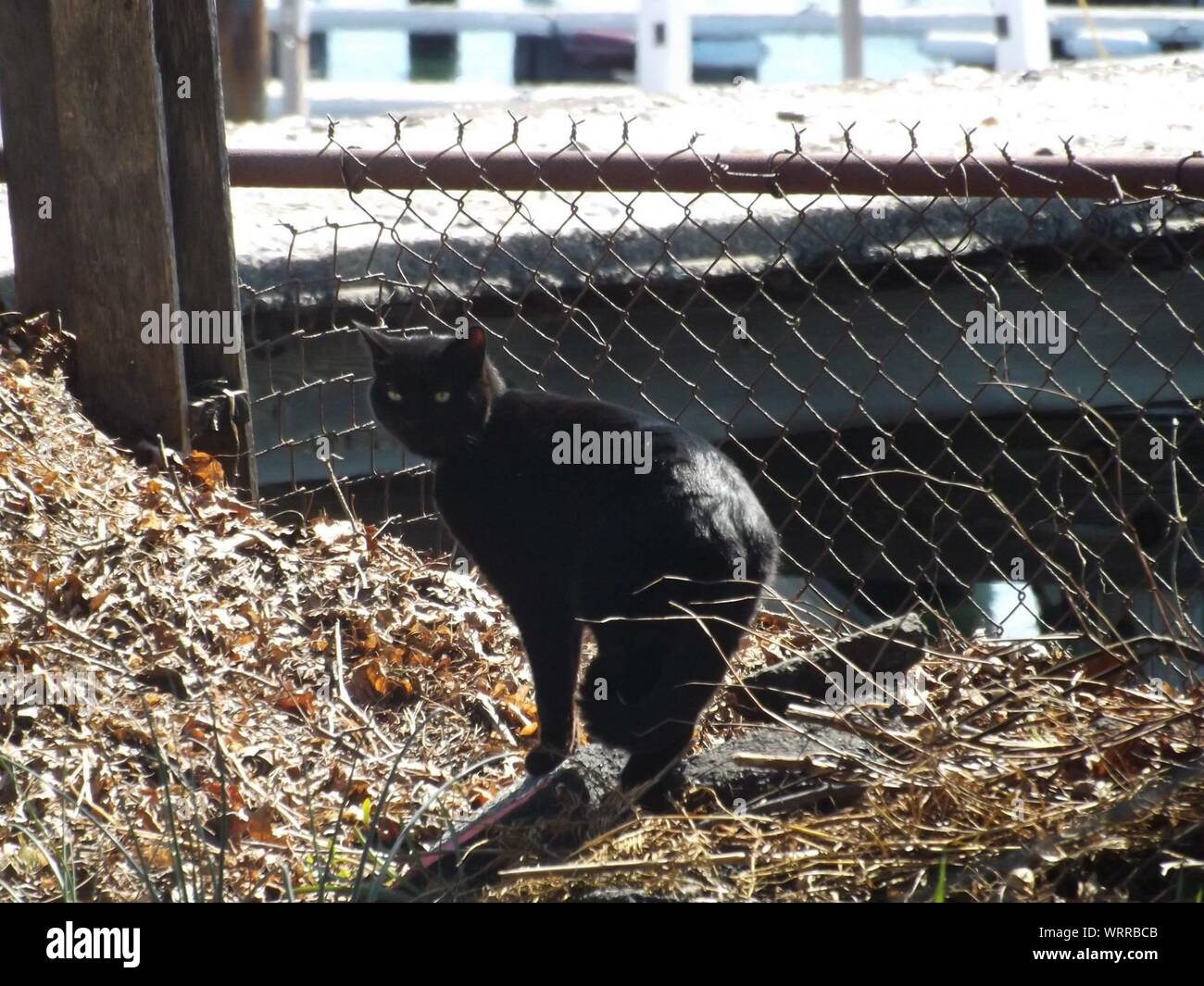 Black Stray Cat Sneaking On Building Roof Stock Photo