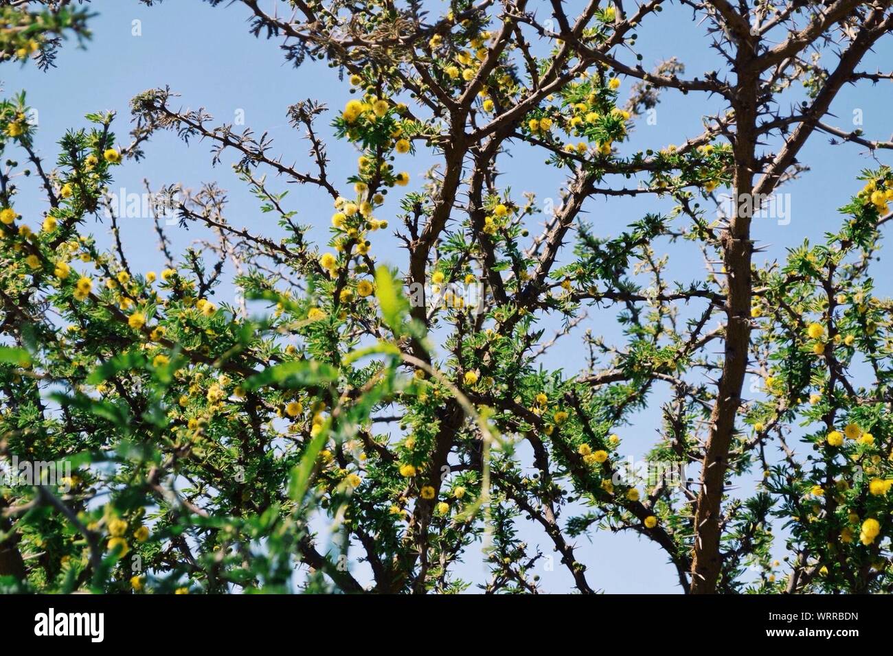 Thorns bush hires stock photography and images Alamy