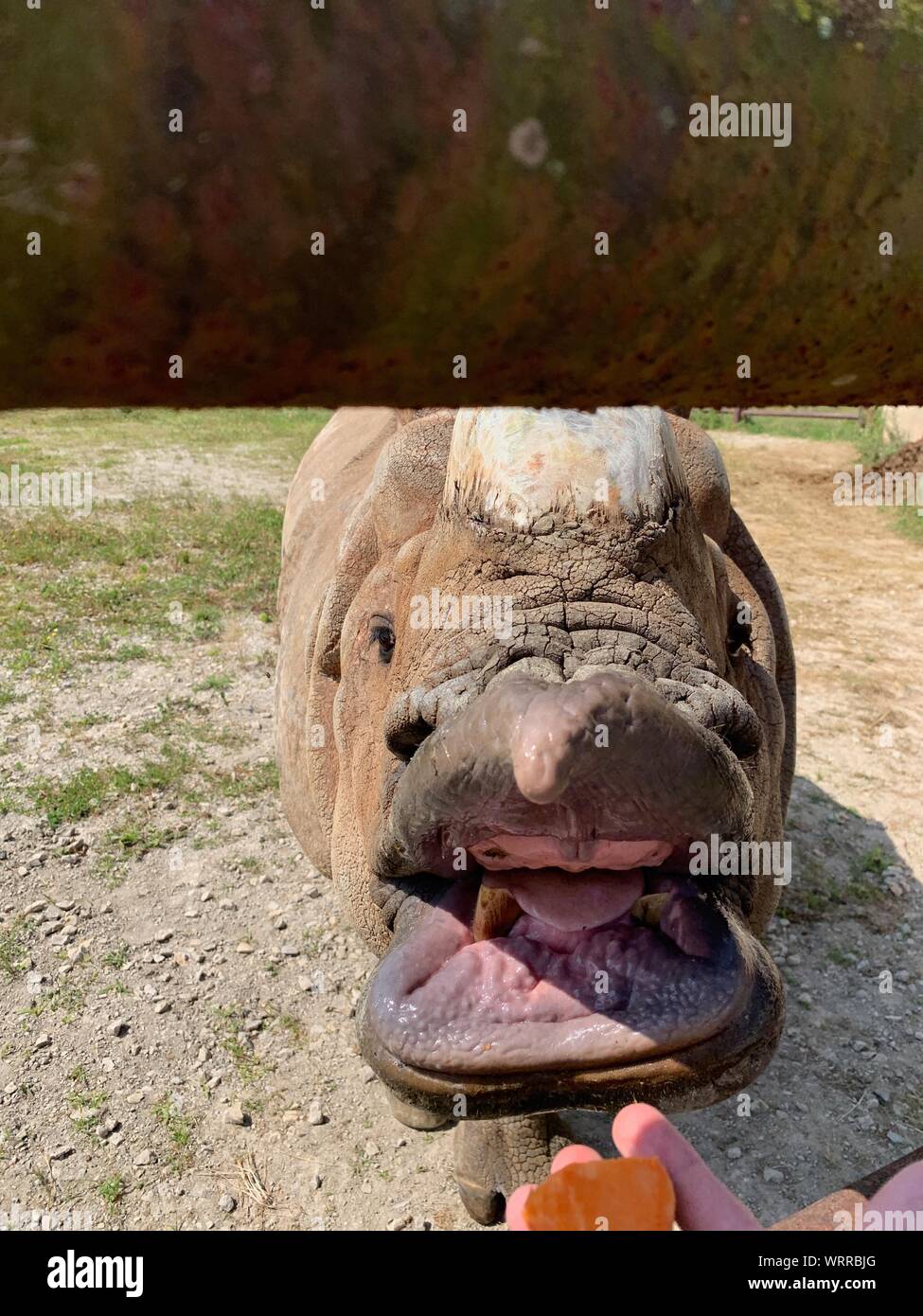 Greater OneHorned Asian Rhino eating at The Wilds in Cumberland Ohio