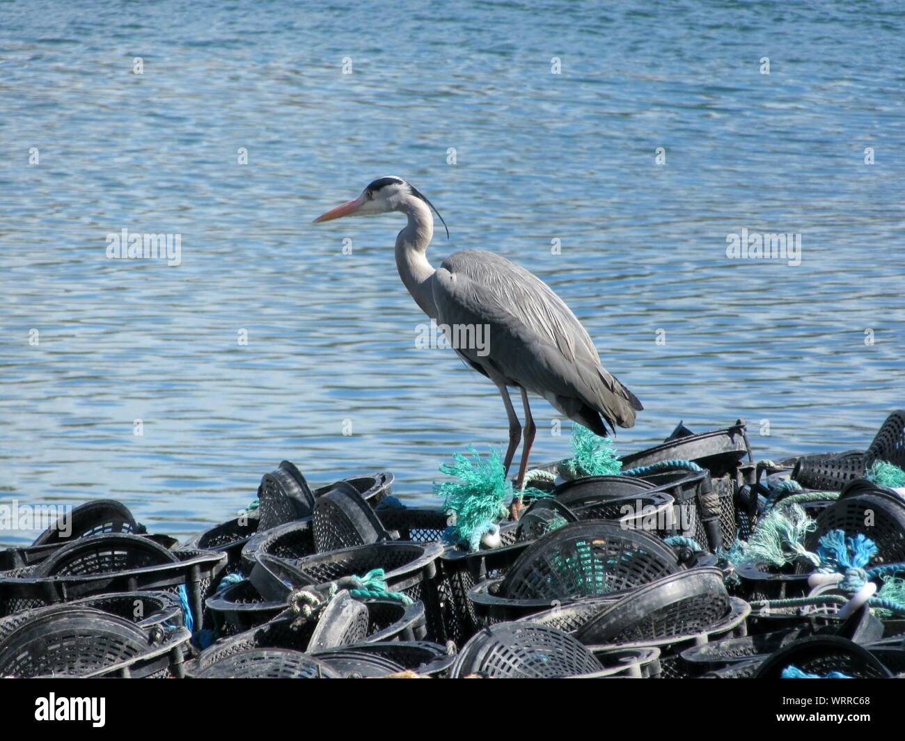 Floating basket hires stock photography and images Alamy