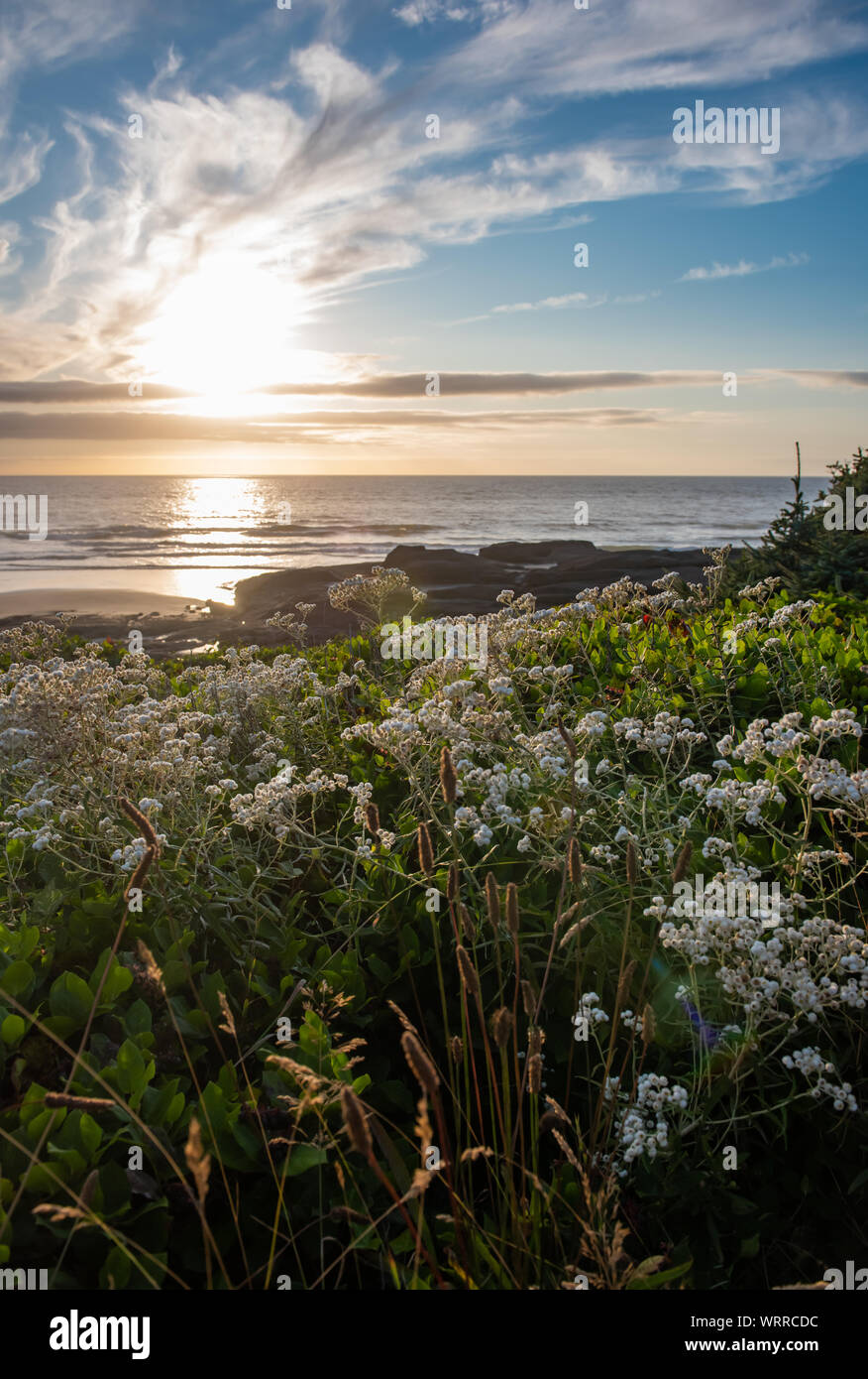 Unspoiled, natural Oregon Coast seascape at sunset, with wildflowers, during golden hour.  In Yachats Oregon. Stock Photo