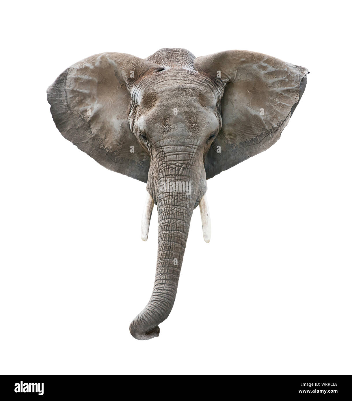 Elephant Head Isolated on White Background Stock Photo