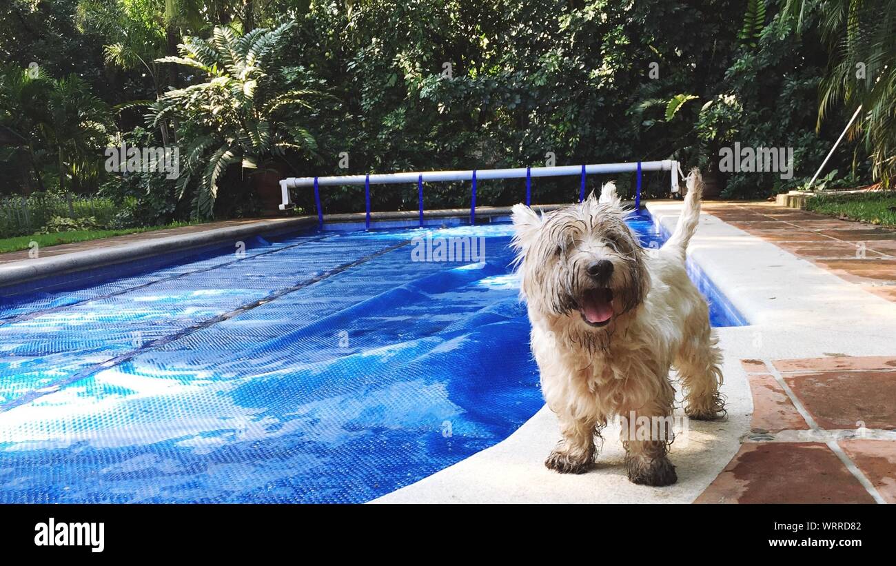 West Highland White Terrier Standing By Swimming Pool Stock Photo Alamy
