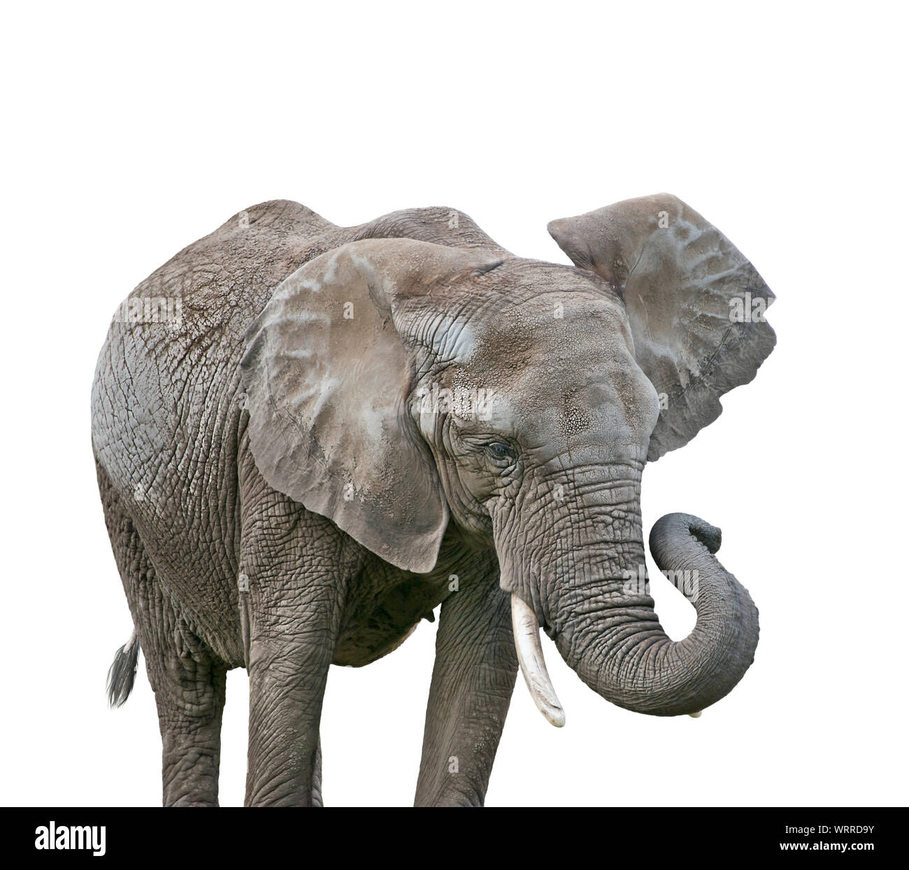 African Elephant isolated on white background Stock Photo - Alamy