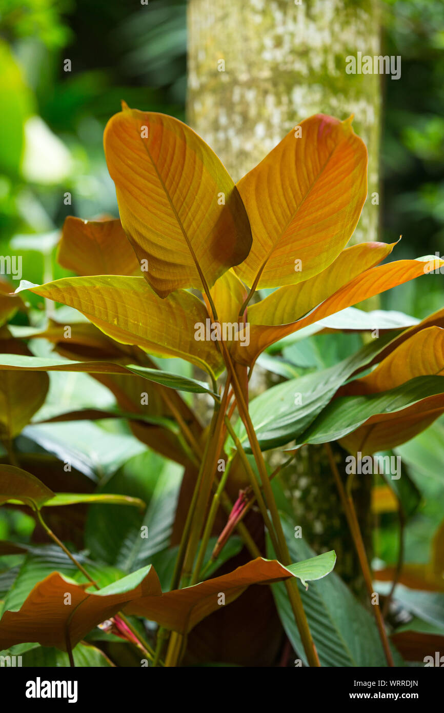 Philodendron 'Red Emerald', Leaf have two colours Stock Photo