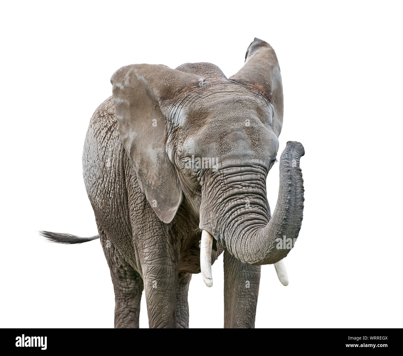 African Elephant isolated on white background Stock Photo - Alamy