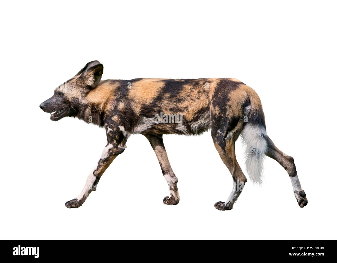 African wild dog isolated on white background,  also known as African hunting or African painted dog Stock Photo