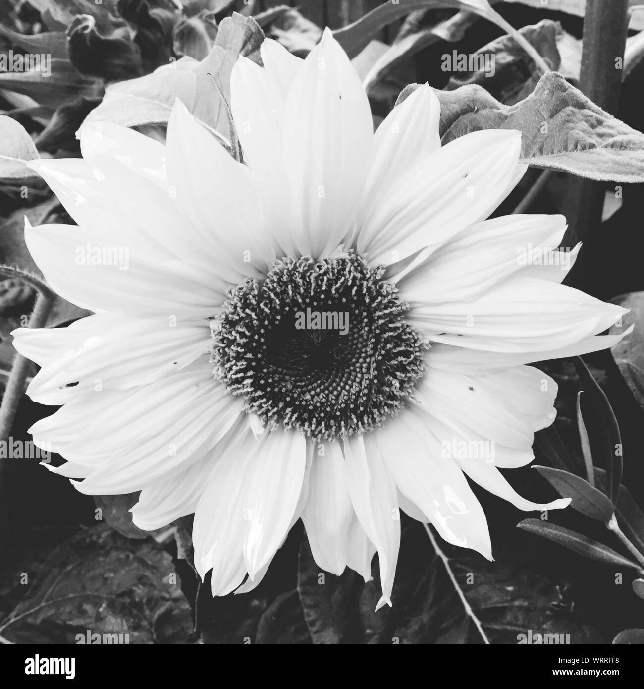 Sunflower Black and White Stock Photos & Images - Alamy