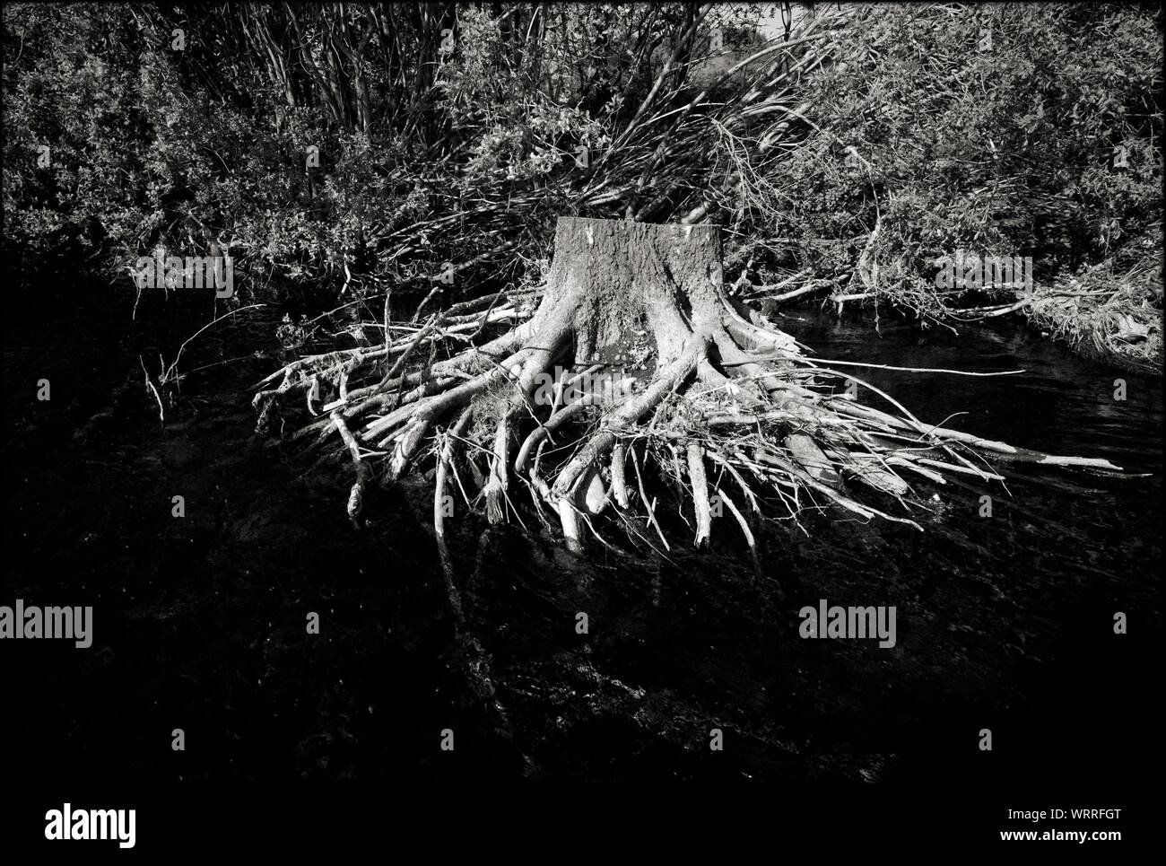 View Of Roots Against Trees Stock Photo - Alamy