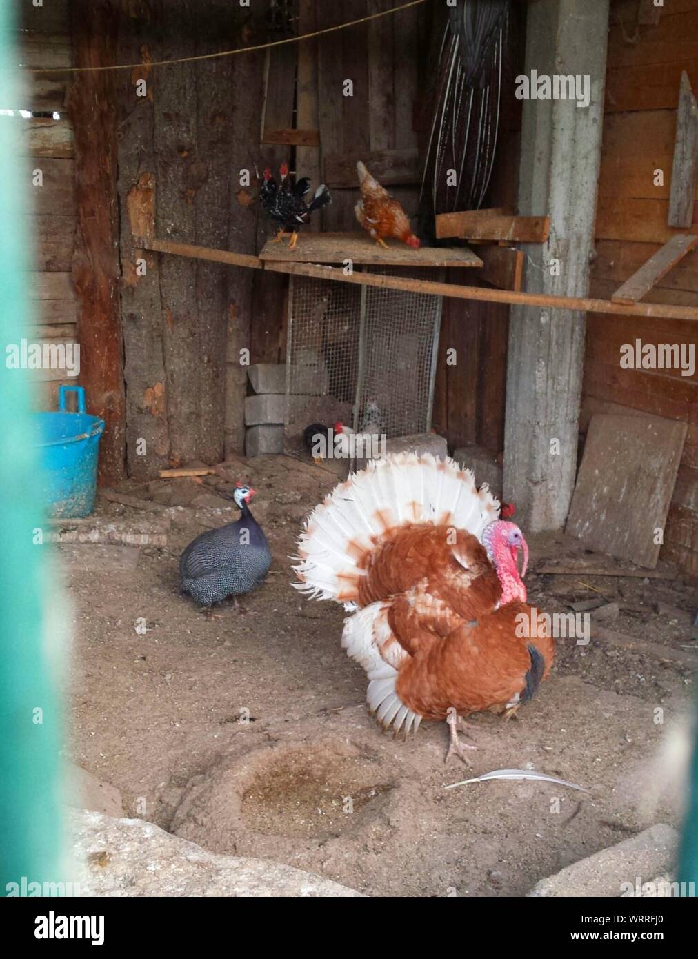 Birds In Shade Stock Photo Alamy