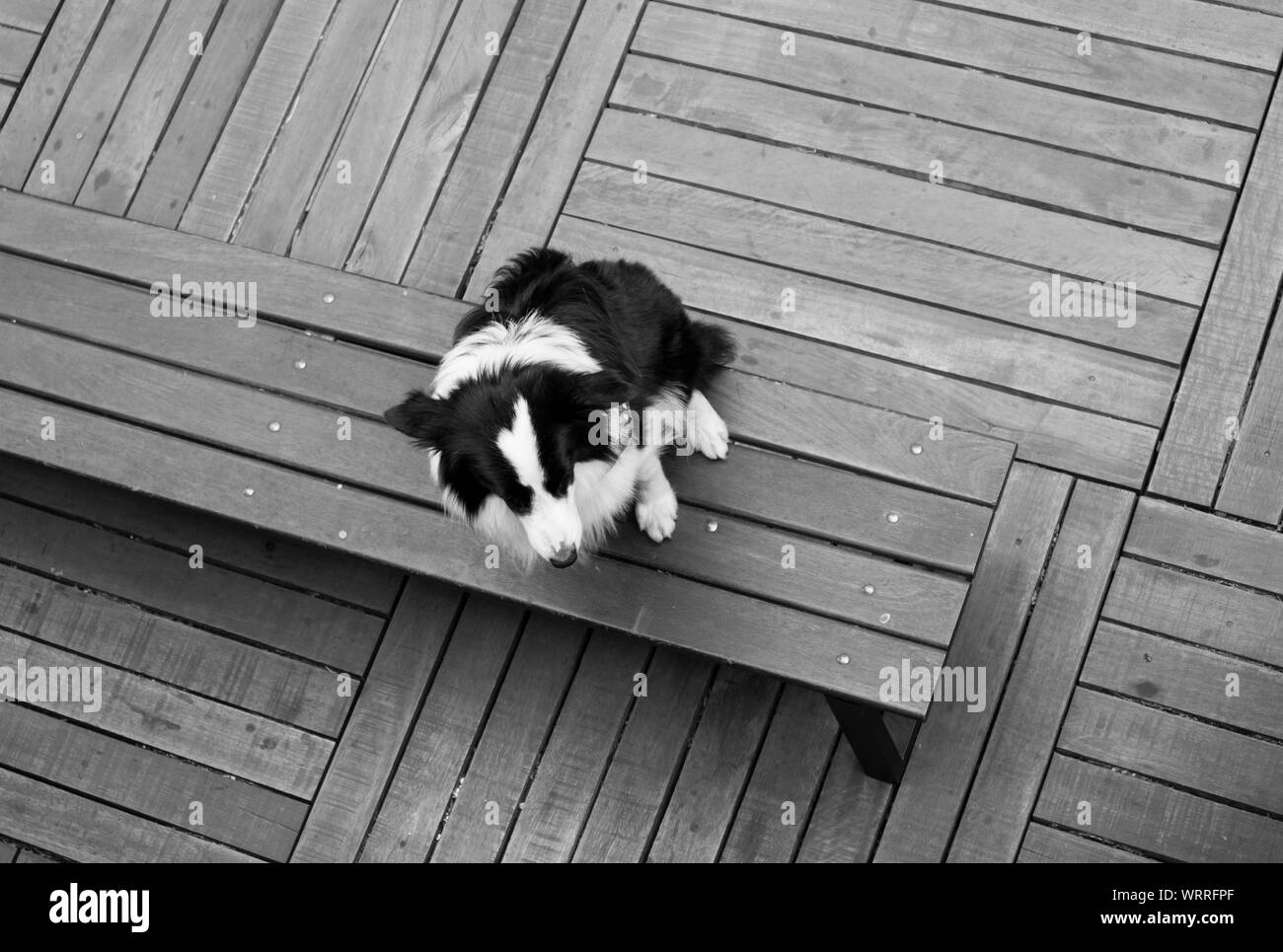 Trained obedient dog sitting waiting for its owner Stock Photo - Alamy