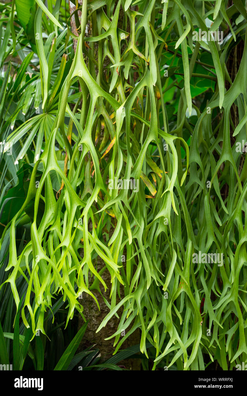 Staghorn ferns in the forest, Green leaf pattern Stock Photo