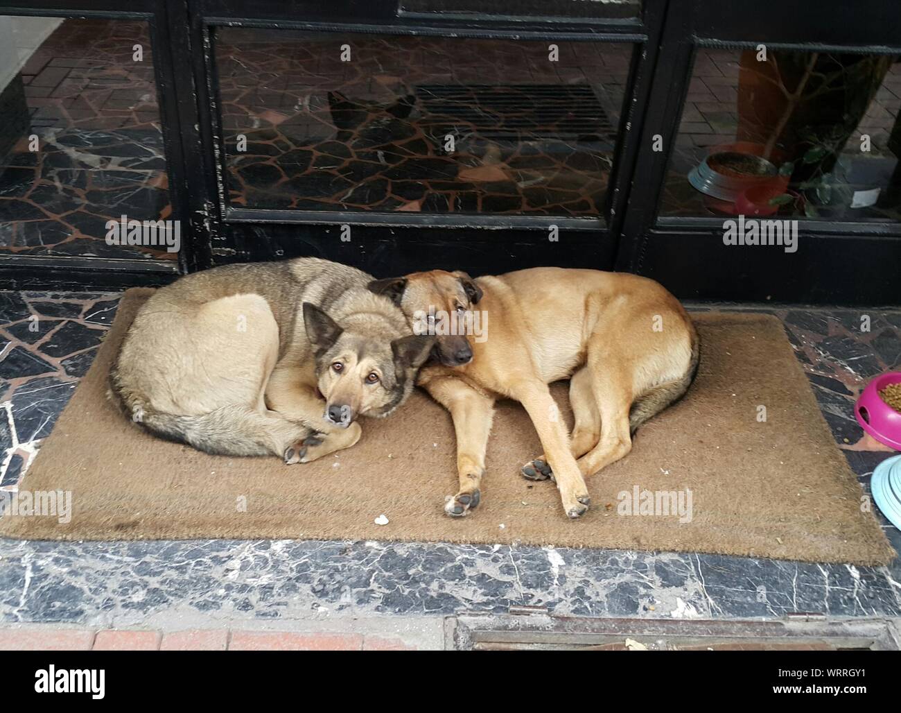 High Angle View Of Stray Dogs Resting On Doormat Stock Photo